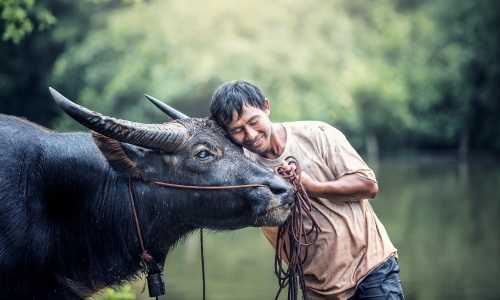 500 - Thailand allg - animals-1782431_1920