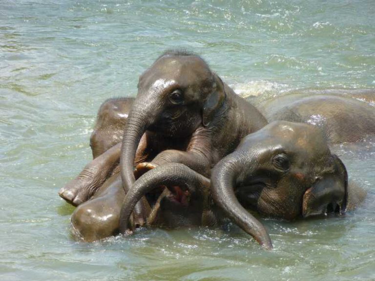 800 - Sri Lanka - baby-elephant-256657_1920