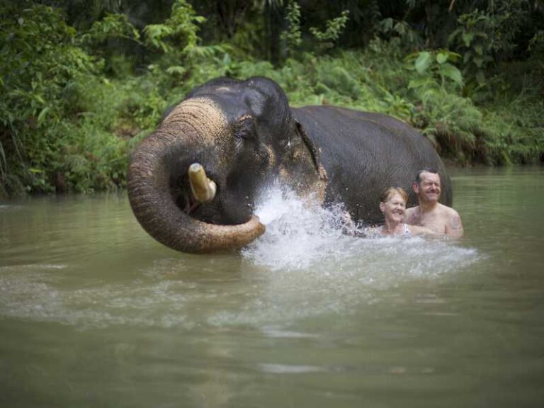Elefantenerlebnis