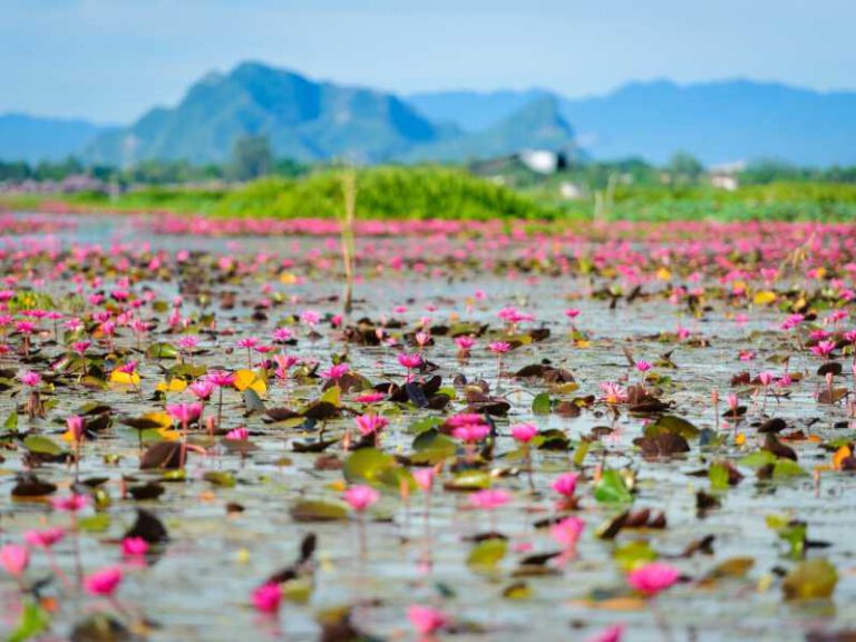 Thale Noi Pink Lotus