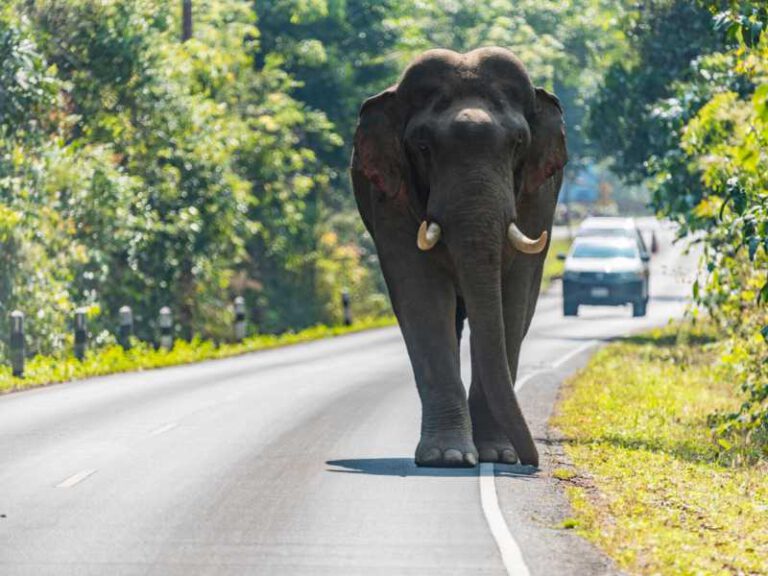 800 - Ayutthaya Khao Yai - wildlife-asian-elephant-walking-on-the-road-at-khao-yai-national-park-thailand