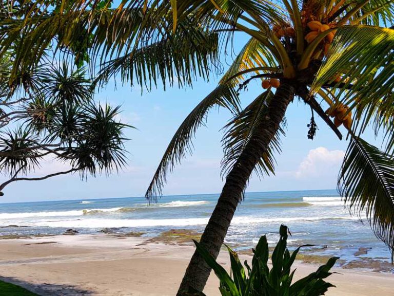 800 - Puri Dajuma - Beach - Coconut Trees