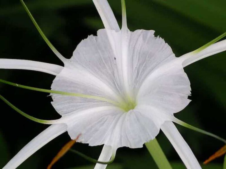 800 - Puri Dajuma - Puri-Dajuma-Bali-Tropical-Garden-Flowers-Spider-Flower
