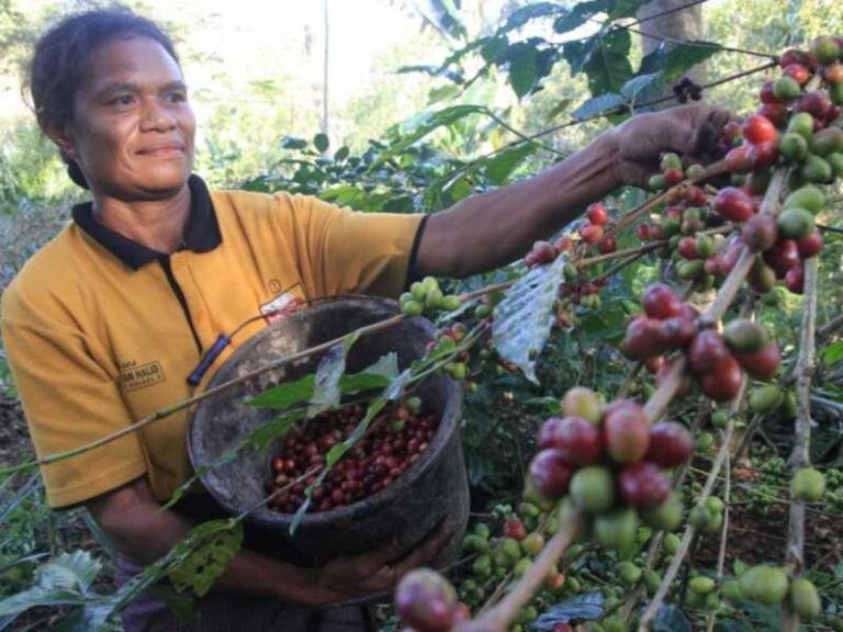 800 - Flores - farmer_picking_coffee_beans_1_0