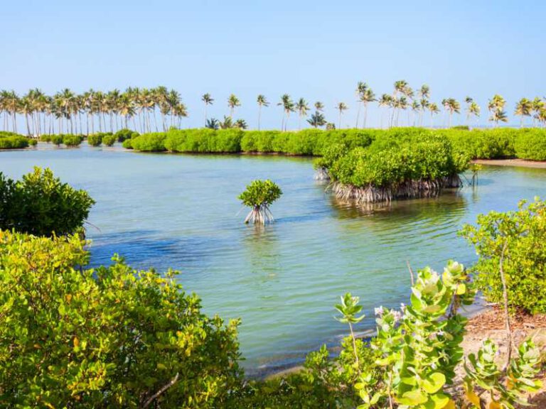 800 - mangroves-in-sri-lanka