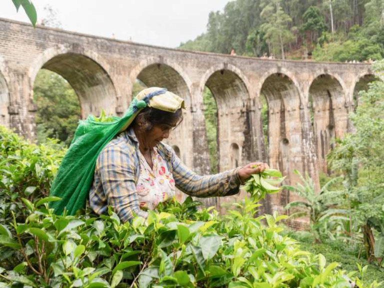 800 - sri-lankan-woman-picking-tea-around-the-nine-arch-bridge