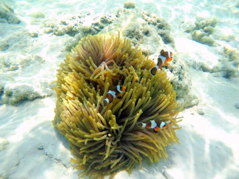 800 - Surin Islands -clownfish-with-sea-anemones-under-sea-surin-islands-thailand