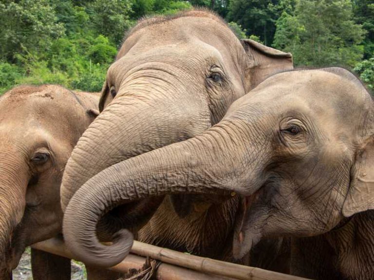 800 - Phuket, Yao Noi, Khao Sok - elephants-4651257_1280