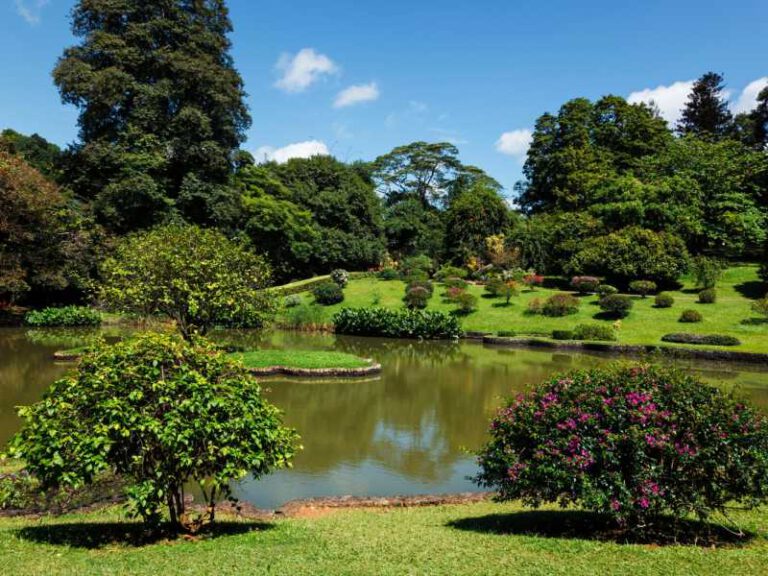 800 - Kandy - peradeniya-royal-botanical-gardens-in-kandy-sri-lanka