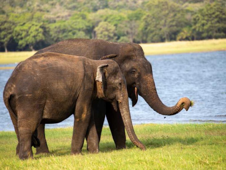 800 - Minneriya - sri-lankan-elephant-in-minneriya-national-park