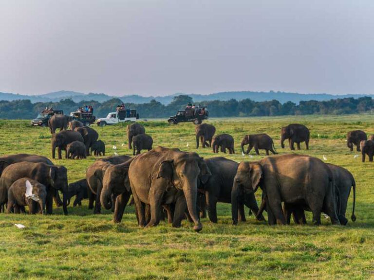800 - Minneriya - wild-elephants-and-safari-at-kaudulla-minneriya-in-sri-lanka