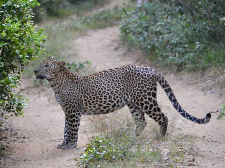 800 - Sri Lanka - leopard-4752127_1920