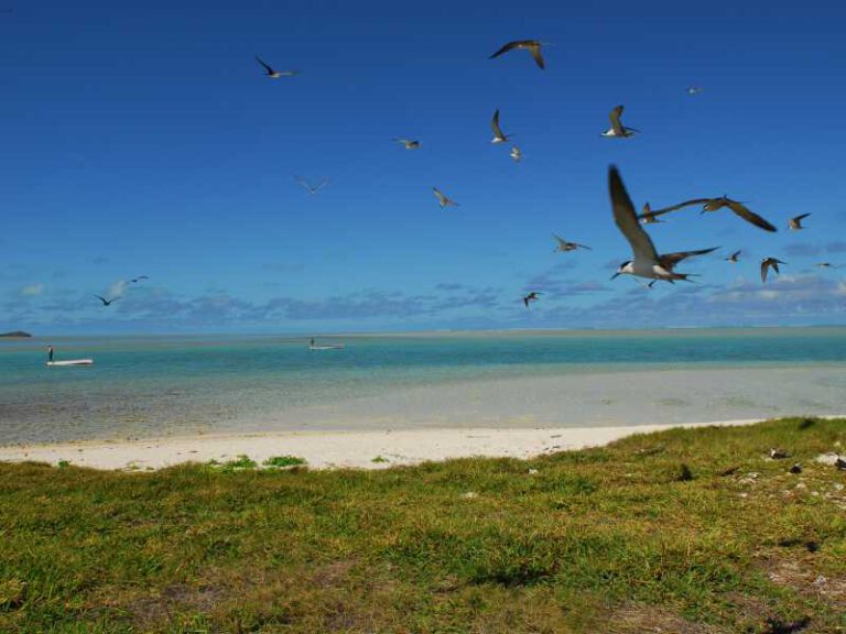 Ile aux Cocos - ein Vogelparadies