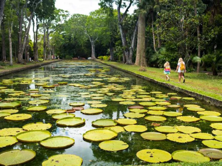 800 - Mauritius - botanical-garden-on-the-paradise-island-of-mauritius-beautiful-pond-with-lilies-an-island-in-the-indian-ocean