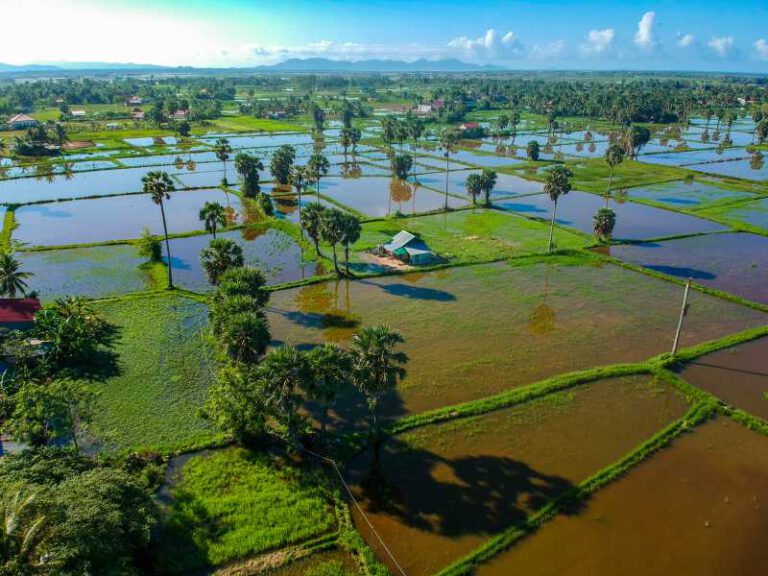 Rice fields in Kampot - Cambodia