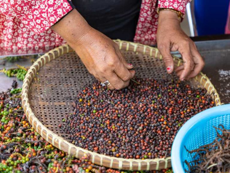 Farm workers hand sorting and selecting fresh black and red pepper on plantation in Kampot, Cambodia