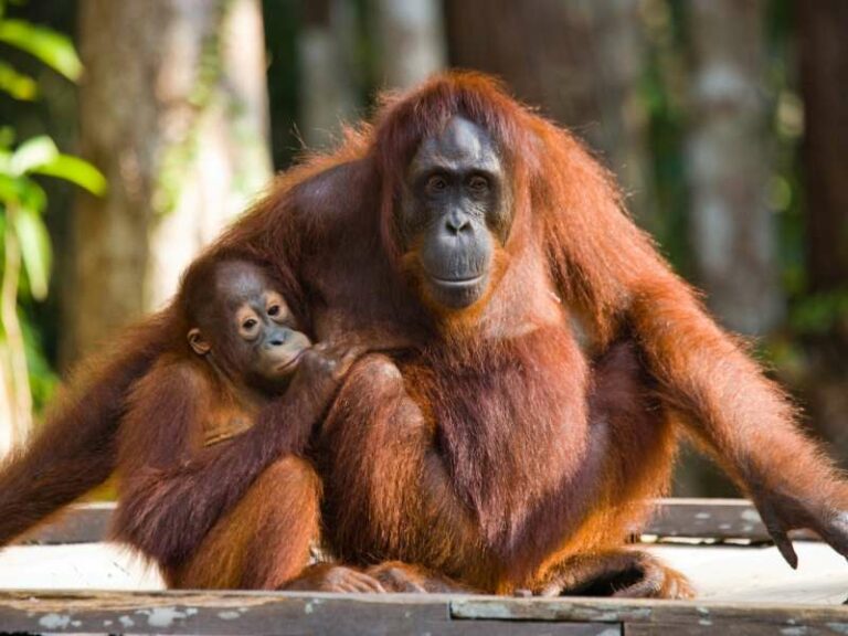 800 - Indonesien - female-of-the-orangutan-with-a-baby-are-sitting-on-a-wooden-platform-in-the-jungle-indonesia-the-island-of-borneo-kalimantan