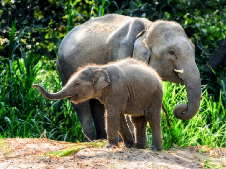 800 - Elefanten - mother-elephant-with-baby