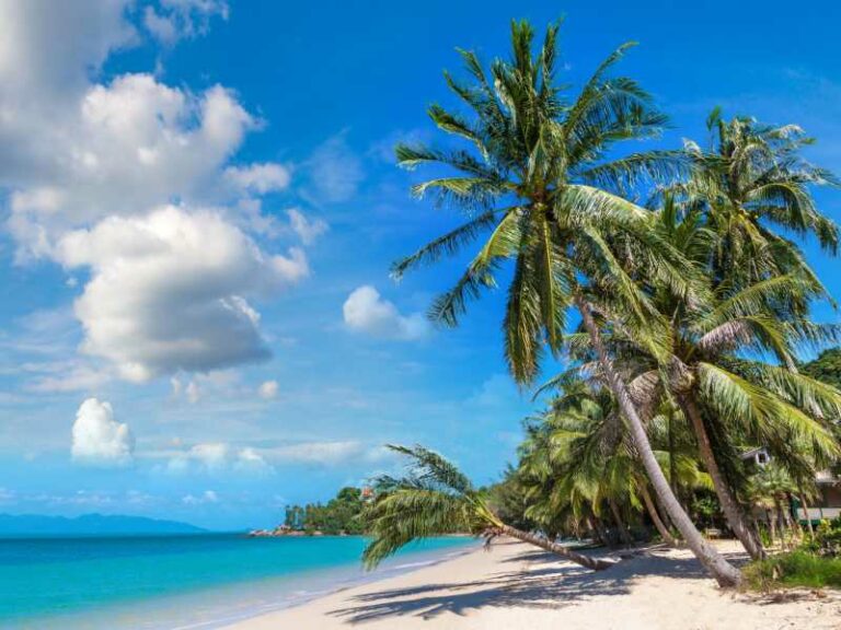 800 - Koh Samui - tropical-beach-with-palm-trees-on-koh-samui-island