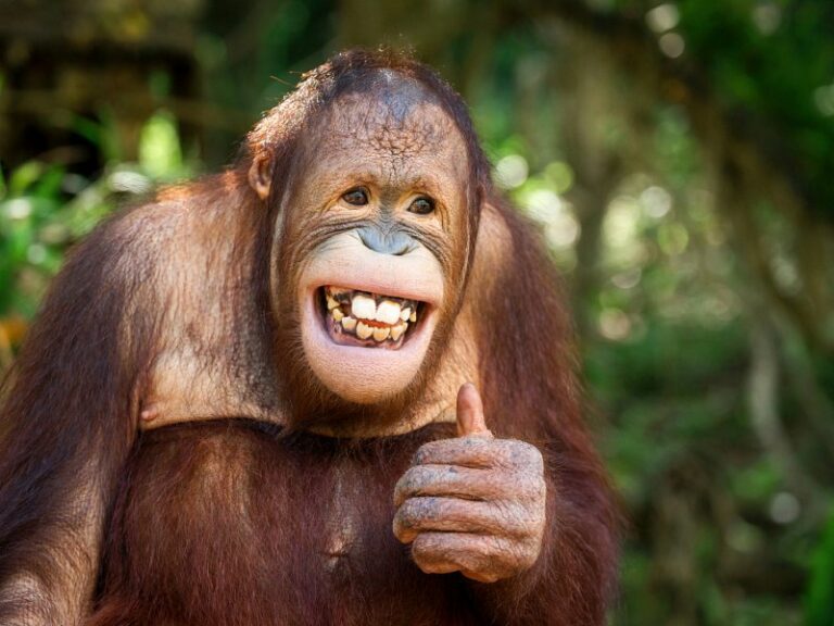 800x600 - Malaysiayoung-orangutan-smiled-and-acted-like