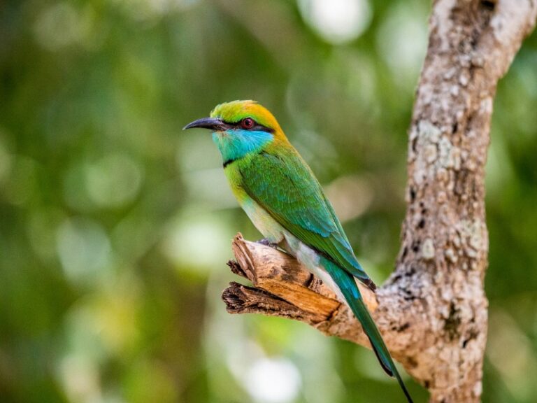 800 - 7D Klassik Sri Lankabienenfresser-auf-einem-zweig-yala-national-park