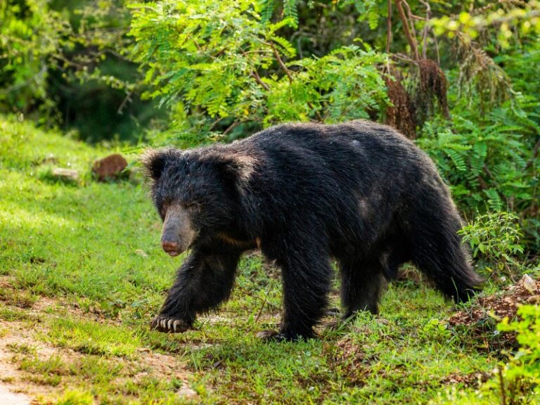 800 - 7D Klassik Sri Lankader-srilankische-lippenbaer-melursus-ursinus-inornatus-geht-im-yala-nationalpark-sri-lanka-die-strasse-entlang