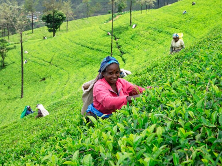 800 - 7D Klassik Sri Lankanuwara-eliya-sri-lanka-mach-13-female-tea-picker-in-tea-plantation-in-mackwoods-mach-13-2017-tea-industry