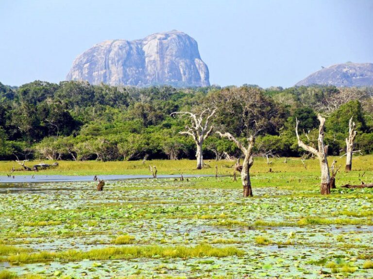 800 - 7D Klassik Sri Lankayala-national-park