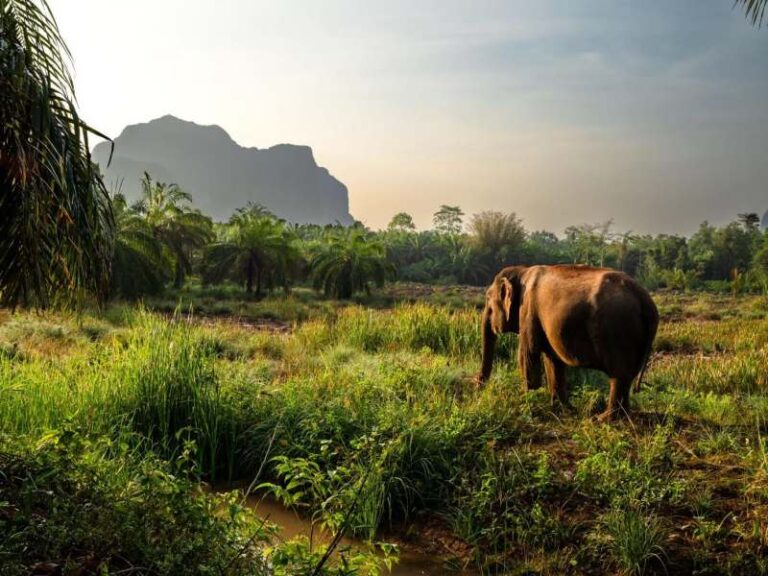 800 - Elephant Encounter Krabi Spesi - P083KS Giant Tour (3)