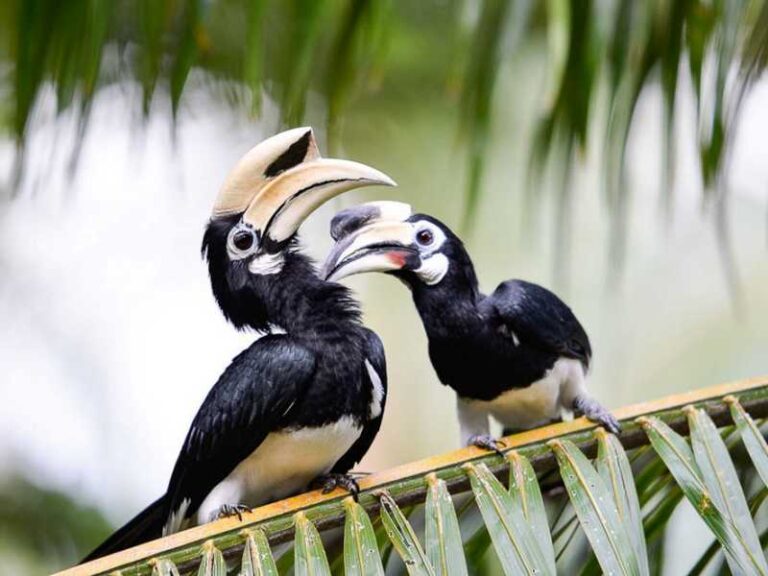 800 - Paradise Koh Yao - Hornbills_resize