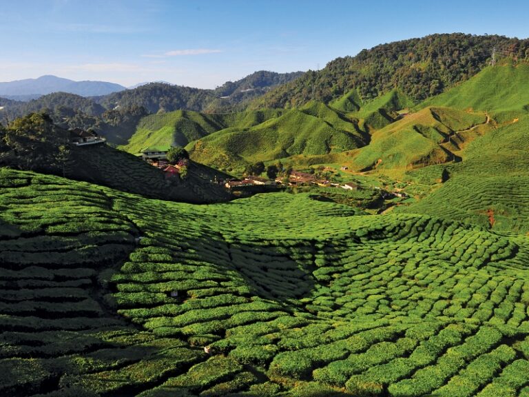 SCENIC VIEW OF THE TEA PLANTATION (CAMERON HIGHLAND) - PAHANG