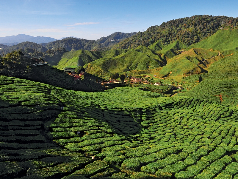 SCENIC VIEW OF THE TEA PLANTATION (CAMERON HIGHLAND) - PAHANG