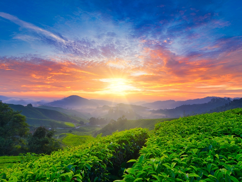beautiful moment during sunrise at tea farm. dramatic clouds. yellow color on the sky.