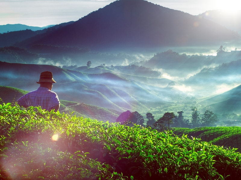 49665147 - farmer tea plantation malaysia culture occupation concept