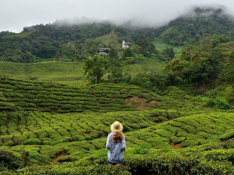 The Cameron Highlands the Garden of Malaysia