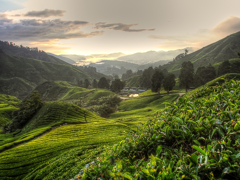 Tea plantation at the Cameron Highland, Malaysia