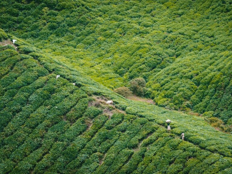 800 - Cameron HLjob-savelsberg-vuhffWUawsM-unsplash