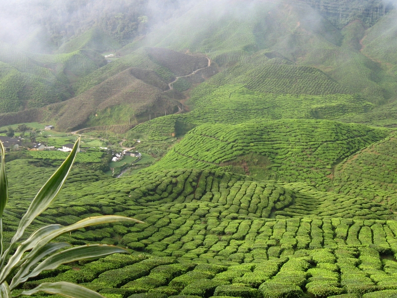 800 - Cameron HLtony-shi-hou-tang-9b_cg_XXZ0w-unsplash