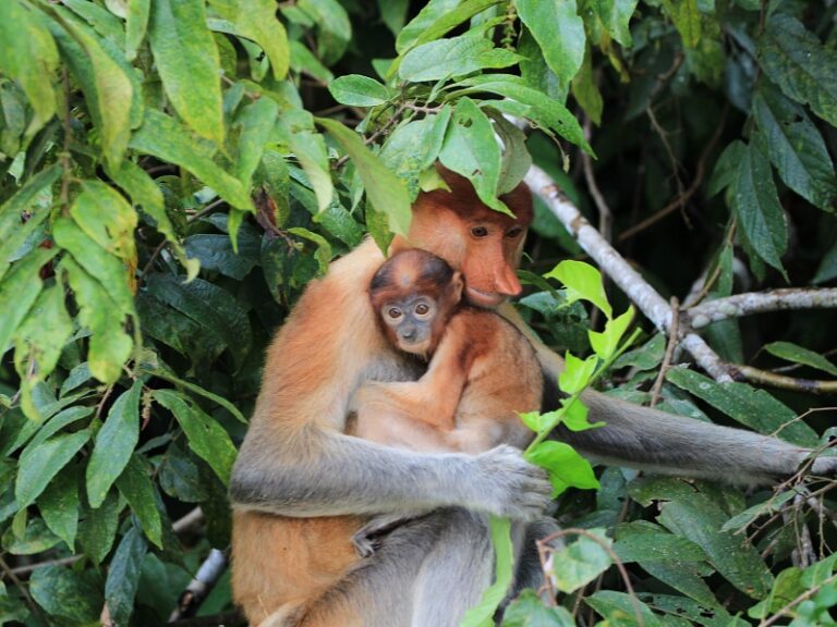 800 - KinabatanganKinabatangan River - Proboscis Monkey
