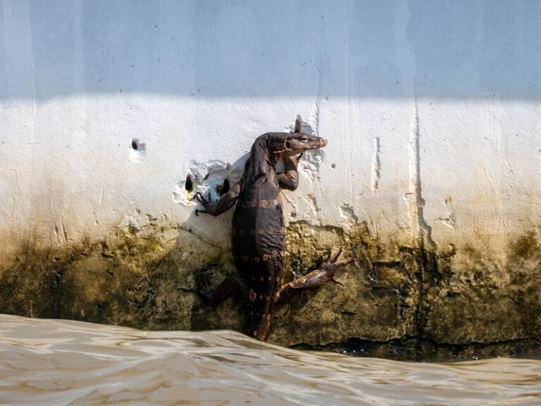 Warane allgegenwärtig in Bangkok