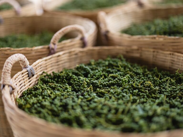 800x600 - Farmhouse Activities - SmilingGecko_2024-11_©DigitaleMassarbeit_402