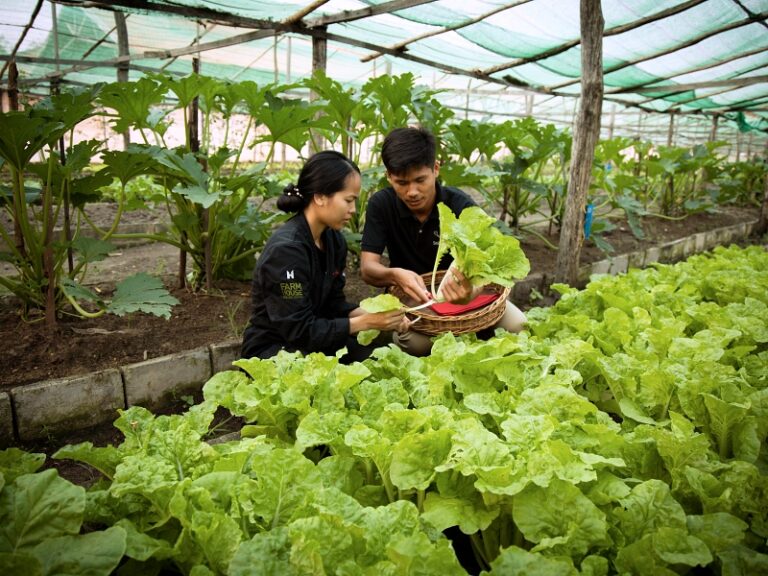 800x600 - Farmhouse Signature - Farm to Table