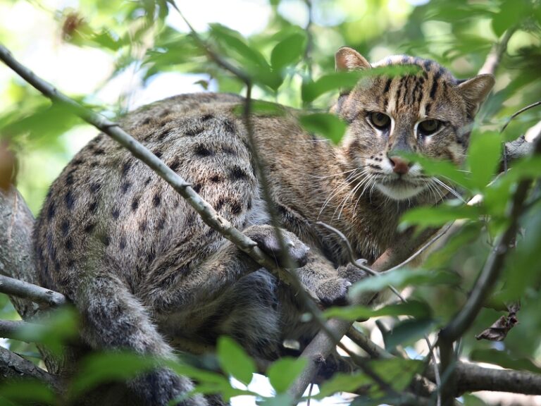 Fishing Cat in a tree