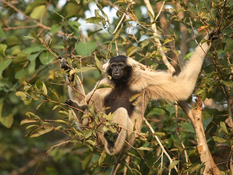 Pileated Gibbon at Phnom Tamao Wildlife Rescue Center