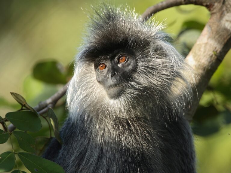 800x600 - Cardamom Tented Camp - Picture2