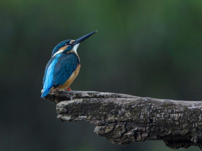 800x600 - Cardamom Tented Camp - Picture7