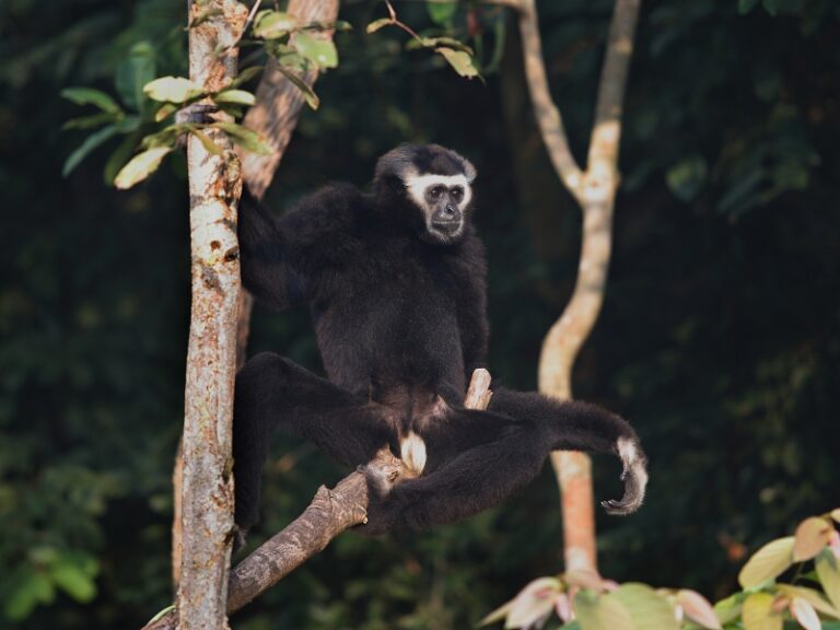 Pileated Gibbon at Phnom Tamao Wildlife Rescue Center
