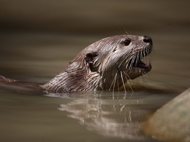 Smooth Coated Otter