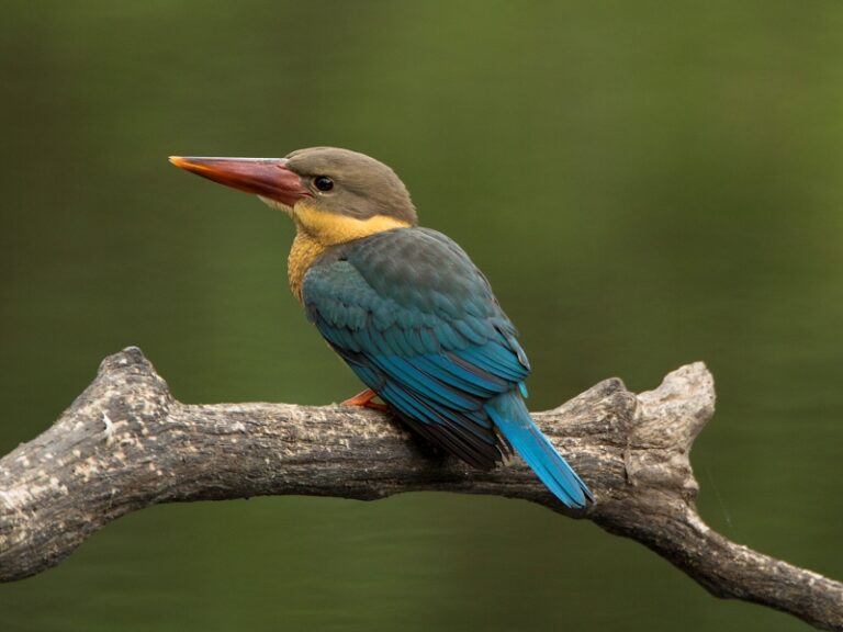 Stork Billed Kingfisher