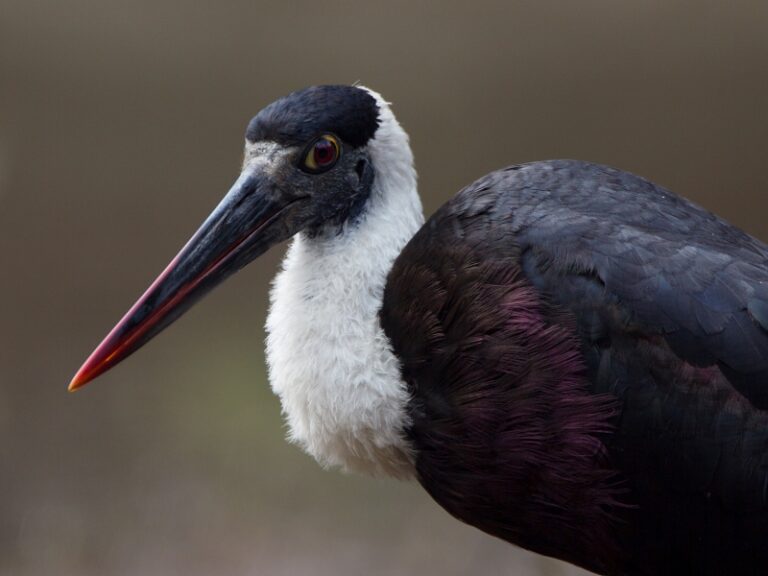 800x600 - Cardamom Tented Camp - Wooly Necked St